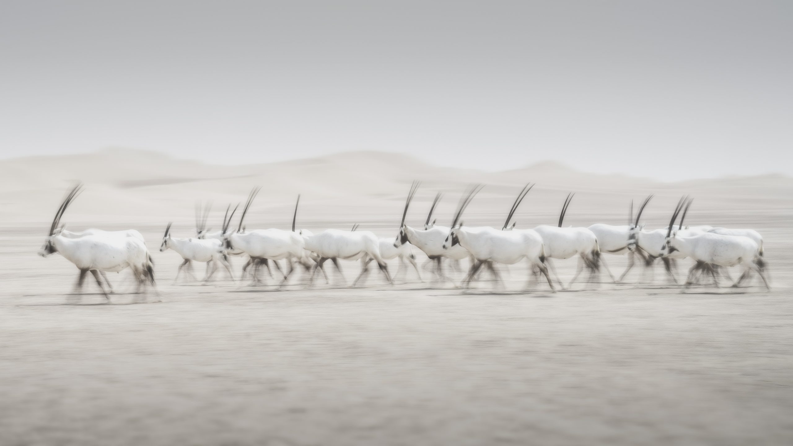 Herd of Oryx moving as one